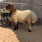 راخال صنف العمر من 6شهور الى7شهور