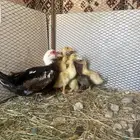 بطة مصريه رقاده مع صيصان حضنتهن