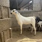 تيس هجين السن ثاني قبل أسبوع تقريبا الحد على السوم
