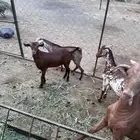 4 تيوس جذعان