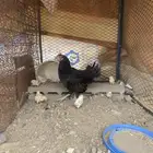 دجاجة بلدي
