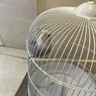 تربيا ونضيف ومع الصفص