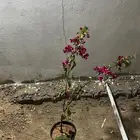 شتلات جهنميات