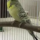 ذكر انجليزي