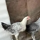 دجاج بلدي عمر 4 اشهر للبيع