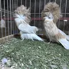 مجموعة جاكوبين حوامل لافندر بار كلهم