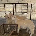 طليان ضحايا من إنتاج المراح