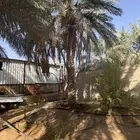 نخل بالمجان لمن يريدها