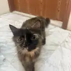 قطط لتبني