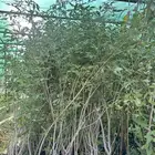 شتلات كف مريم 1 متر