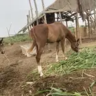 خيول البيع