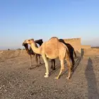 نياق لقحات مراح واحد