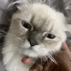 قطوه للبيع