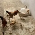 دجاج كفو