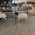 نعيم رخال ضهورها طيبه واطرافها طيبه