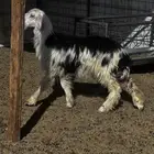 رخل