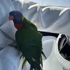 ببغاء لوري رينبو للبيع