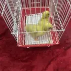 بط اثنين