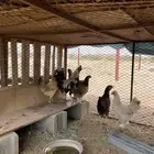 دجاج براهما وبلدي