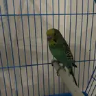 طير زينه