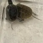 سلاحف برمائية