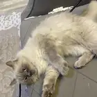 قط هملايا للبيع صغير عمره ثلاث شهور