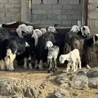 ضان نجد