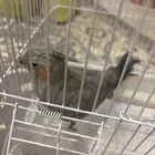 ببغاء