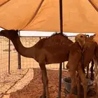 حاشي قصب