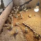 صيصان سمان ودجاج فيومي محصن وكامل التطعيمات