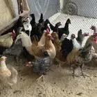 دجاج حساوي بياض