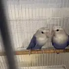للبيع زوج روز