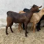 تيوس ذبايح