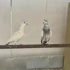 حمام ام مع فروخها