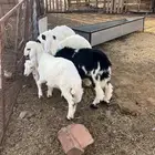 بهم تربيه 4 رخال