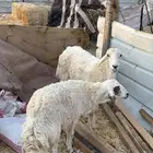 حريات للبيع