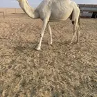 ضروبه وضحاء