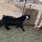 تيس اجم مشروع فحل
