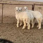 للبيع رخال
