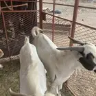 3 تيوس