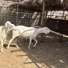 للبيع رخال حريات