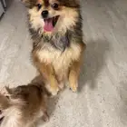 بومرينيان Pomeranian
