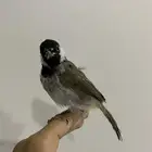بلبول