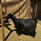 معزا مضاريع شرط