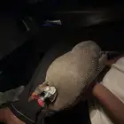 حجل بري