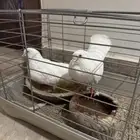 للبيع زوج حمام صنعاني حر