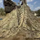 جريد نخل سعف عسيب