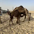 خلفه مجهم طيبه تم البيع خارج الموقع