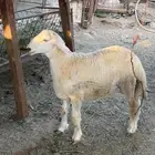 اللي عنده مناسبة ويبي طليان تجمله تربية شايب مراح يدخل