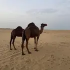 ناقه ساحليه تحتها بكره الموقع المظيلف تم البيعع